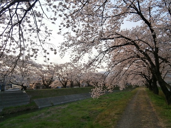 20130417桜 (10)