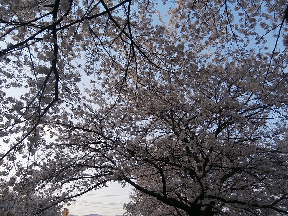 20130417桜 (13)