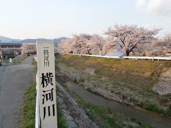 20130417桜 (17)