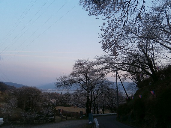 20130417桜 (22)